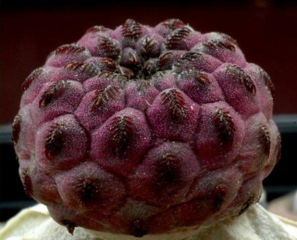 Sulcorebutia_raushii_violacidermis